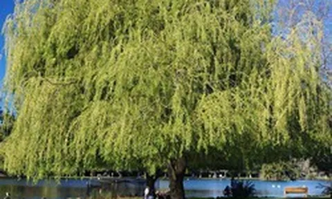 6 loại cây chớ nên trồng trong sân nhà