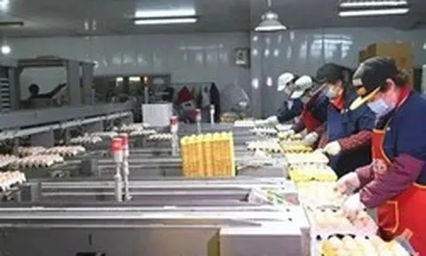 "Đột nhập" nhà máy sản xuất 450.000 quả trứng tươi/ngày, phát hiện "thông tin" về dây chuyền chế biến được đầu tư hơn 193 tỷ đồng
