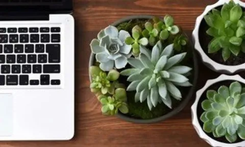 Cách chăm sóc cây sen đá tại văn phòng