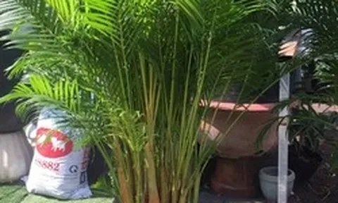 2 cây nên trồng trước nhà, 3 cây hợp trồng sau nhà