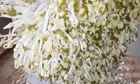 Nhắc nhở: Có 4 loại rau tuyệt đối không được ăn, bán rẻ mấy cũng đừng mang về nhà