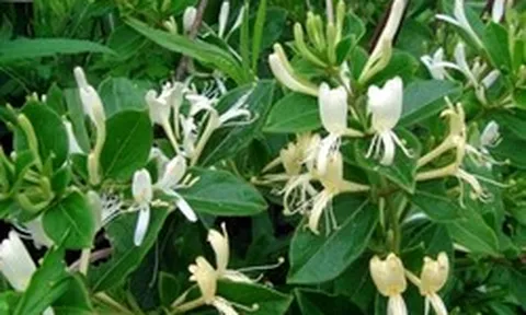 Hiện tượng cây kim ngân nở hoa