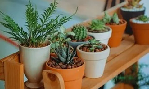 5 loại cây không nên trồng trong nhà