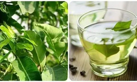Uống nước vối có tác dụng gì?