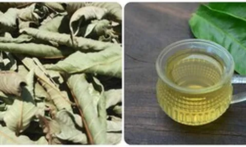 Uống nước lá ổi khô mỗi ngày có tốt?