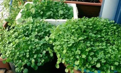 Loại rau tốt cho sức khoẻ nhất hoá ra mọc đầy Việt Nam, các nhà khoa học mất 1 thập kỷ nghiên cứu