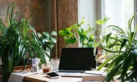 Đặt cây xanh trên bàn làm việc: 4 điều ai cũng nên biết