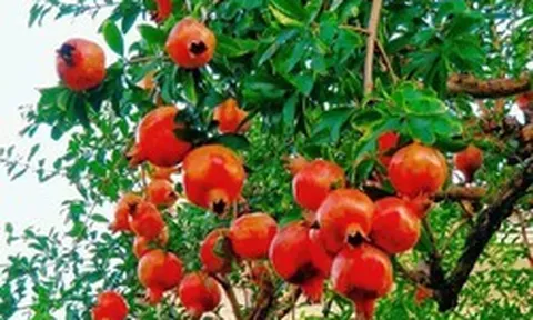 Vì sao người xưa thường trồng cây lựu trong sân nhà?