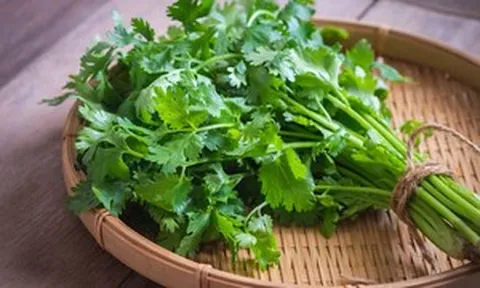 Những bài thuốc từ cây ngò rí
