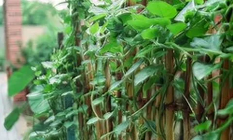 Vì sao người xưa thường trồng mùng tơi quanh nhà?