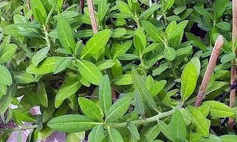 Tác dụng của cây thạch anh với sức khỏe