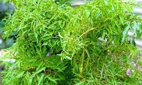 Ít ai ngờ loại cây quen thuộc với người Việt lại có hoạt chất tương tự nhân sâm