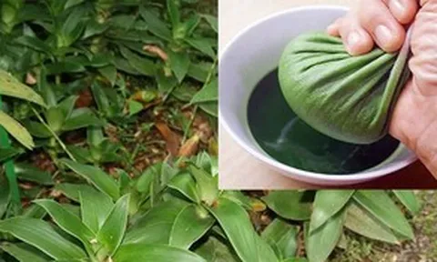 Tác dụng của cây lược vàng với sức khỏe