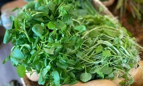 Việt Nam có 3 loại rau "đại bổ": Loại thứ nhất gây bất ngờ vì có nhiều omega-3