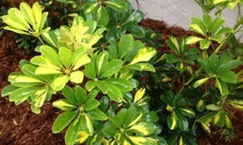 3 lý do vì sao nên trồng một cây ngũ gia bì gần cửa ra vào