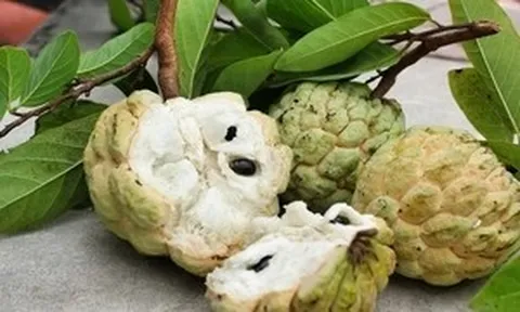 Những lưu ý khi ăn quả na, đặc biệt với hạt