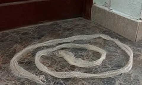 Thấy da rắn lột trong nhà nên làm gì đầu tiên?
