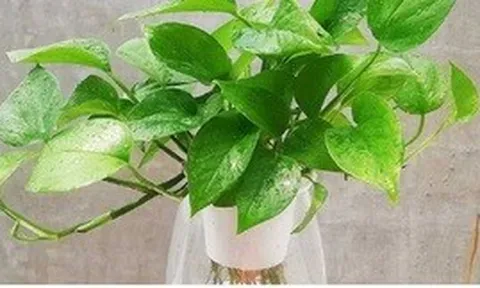 Những vị trí tối kỵ trong nhà tránh đặt cây trầu bà