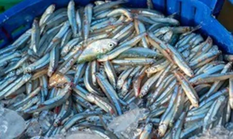 4 loại cá giàu Omega-3, giàu cả canxi, chợ Việt bán rất nhiều