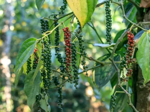 Loại gia vị tỷ đô của Việt Nam được Trung Quốc tăng mua 88%: Có thể phòng ung thư, tốt cho tim và não