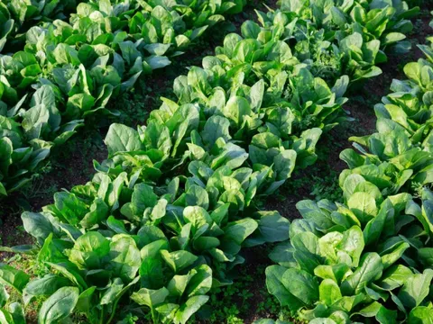 Việt Nam có loại rau nhiều sắt hơn thịt bò, chuyên gia Mỹ đánh giá bổ bậc nhất: Phòng ung thư, bảo vệ não