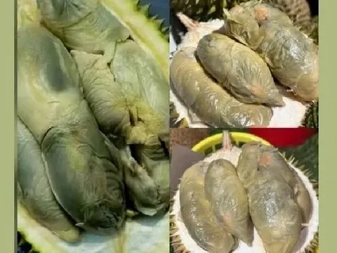 Giống sầu riêng có màu như bị mốc nhưng hương vị gây "nghiện", giá gần 1 triệu đồng/kg