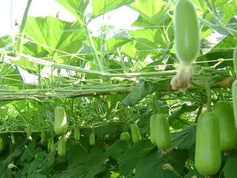 Loại quả mọc bờ bụi xưa nay hóa đặc sản, "có giá" trên mâm cơm