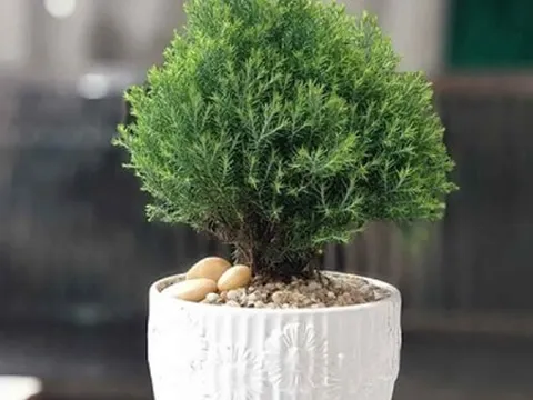Trong nhà đặt 5 loại cây cảnh này, may mắn tăng nhanh, tài lộc vào như nước