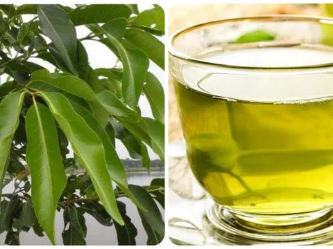 Nước lá vối tươi có tác dụng gì? 0