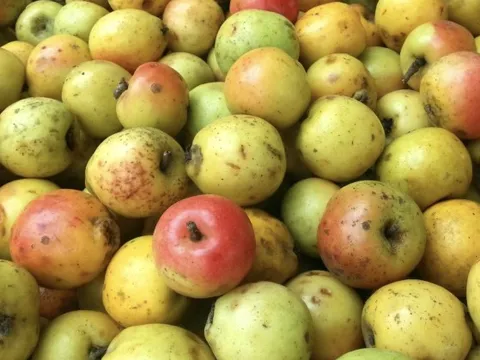 Loại quả xưa rụng đầy gốc không ai nhặt, nay được săn lùng, 60k/kg nhưng cực khó mua