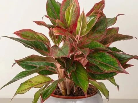 Nhà giàu thích trồng 5 cây này: Hút lộc như vòi rồng, con cháu cũng thơm lây