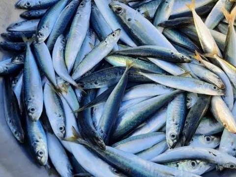 Loại cá bình dân nhiều protein gấp 6 lần sữa, nhiều omega-3 hơn cá hồi: Giảm mỡ máu, bổ tim