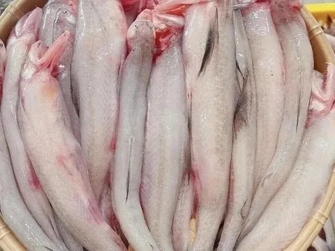 Phát hiện nhiều khu chợ bán cá cháo có chứa chất cấm