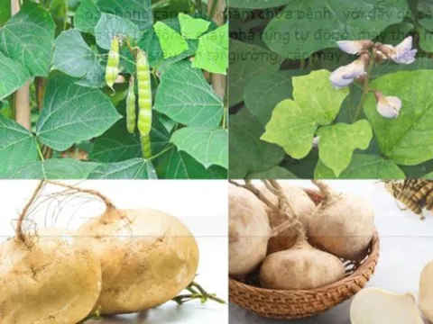 Ít ai biết, củ đậu rất ngon nhưng hạt củ đậu chứa chất độc cực nguy hiểm 0