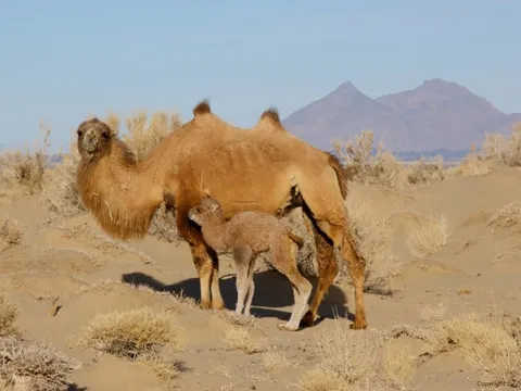 Lạc đà hoang dã đã tiến hóa để uống nước muối mặn hơn nước biển, thách thức mọi giới hạn sinh học
