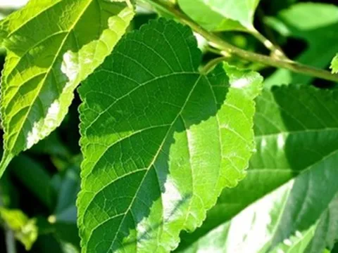 Loại lá "chuyên nuôi sâu" của Việt Nam hóa ra lại là dược liệu vừa hỗ trợ kiểm soát đường huyết, làm sáng da, lại giúp tóc đen khỏe