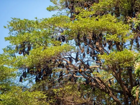 Hàng nghìn sinh vật đu kín ngọn cây ở khu dân cư suốt ngày đêm, người dân thấp thỏm vì 1 nguy cơ tiềm ẩn