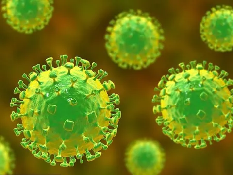 Virus Nipah là gì, nguy hiểm ra sao? 0