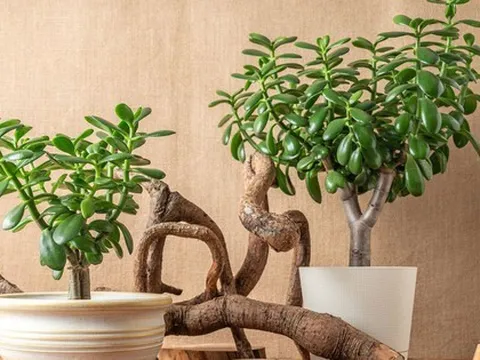 8 loại cây "rước" tài lộc, may mắn đến nhà vào năm 2026