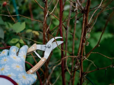 6 loại cây cần được cắt tỉa ngay bây giờ