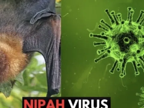 Nóng: Cục Quản lý Khám chữa bệnh (Bộ Y tế) ra thông báo khẩn về virus Nipah
