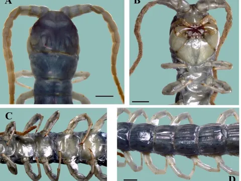 VQG Hoàng Liên – Tà Xùa hé lộ một bí mật mà khoa học chưa từng ghi nhận