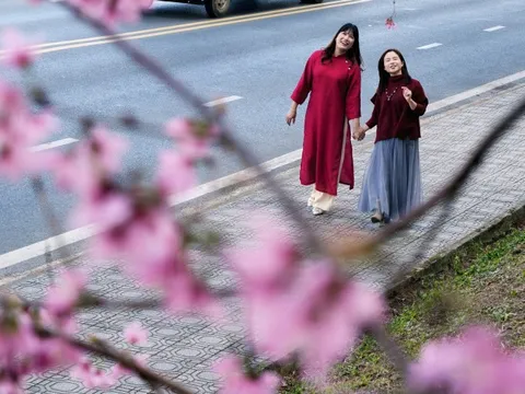 Du khách đổ về những cung đường mai anh đào đẹp nhất Đà Lạt