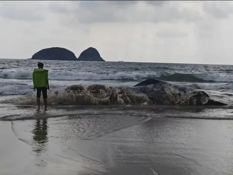Vật thể lạ dài 11m dạt vào bãi biển nổi tiếng khiến nhiều người kinh hãi, cơ quan chức năng vào cuộc điều tra