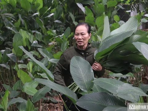 Lá dong Tràng Cát vào vụ Tết, người dân thu tiền triệu