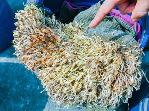 Hải Phòng tiêu hủy hơn 5 tấn giá đỗ ngâm hóa chất, để 1 tháng vẫn tươi