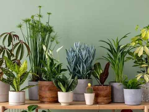 Chuyên gia 25 năm kinh nghiệm làm vườn: Đây là 7 loại cây tốt nhất nên trồng trong nhà vào năm 2026