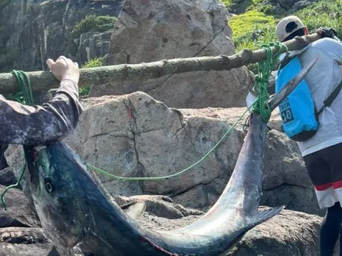 Người đàn ông Đà Nẵng câu được "thủy quái" nặng 63kg, phải khiêng hơn 300m đường núi để đưa lên bờ