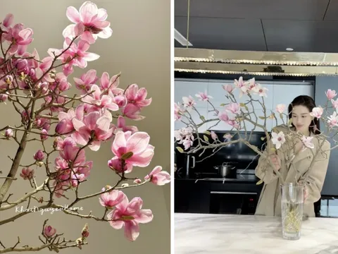 Vì sao hoa mộc lan thành trào lưu sốt xình xịch trên mạng dịp Tết Bính Ngọ? 0