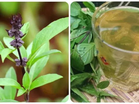 10 lợi ích tuyệt vời của rau húng quế với sức khoẻ 0